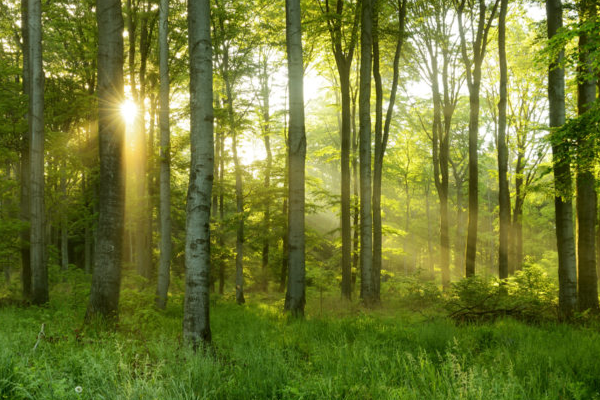 Market-leading data management